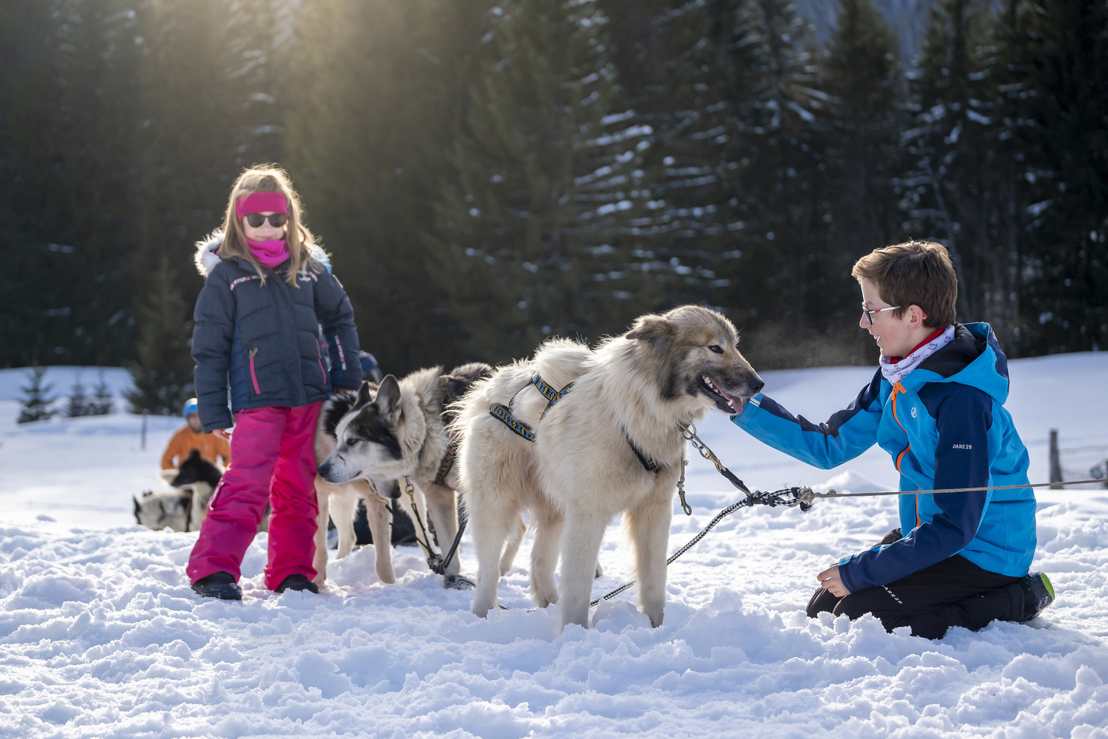 Colonies de vacances chien traineaux